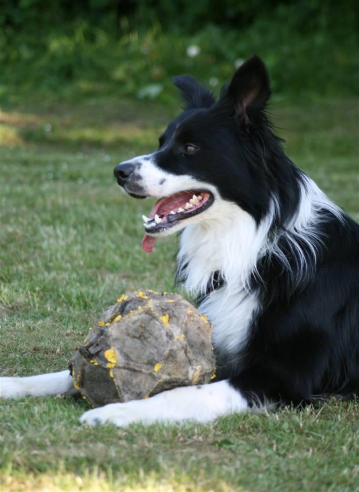 Border collie Murphy billede 7