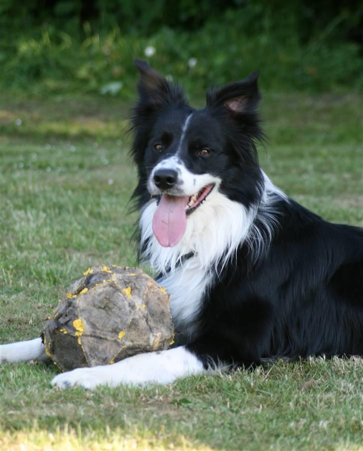 Border collie Murphy billede 8