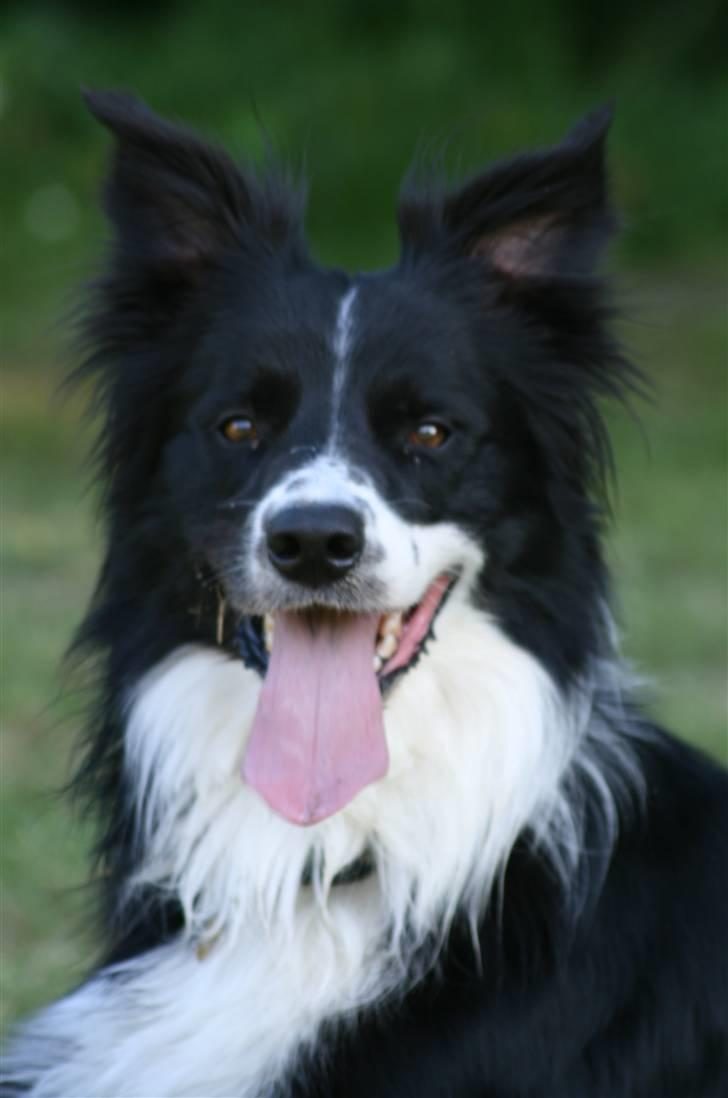Border collie Murphy billede 9