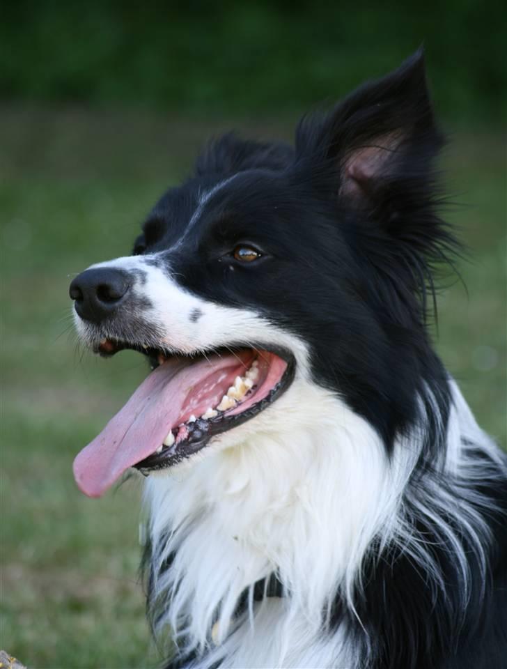 Border collie Murphy billede 10