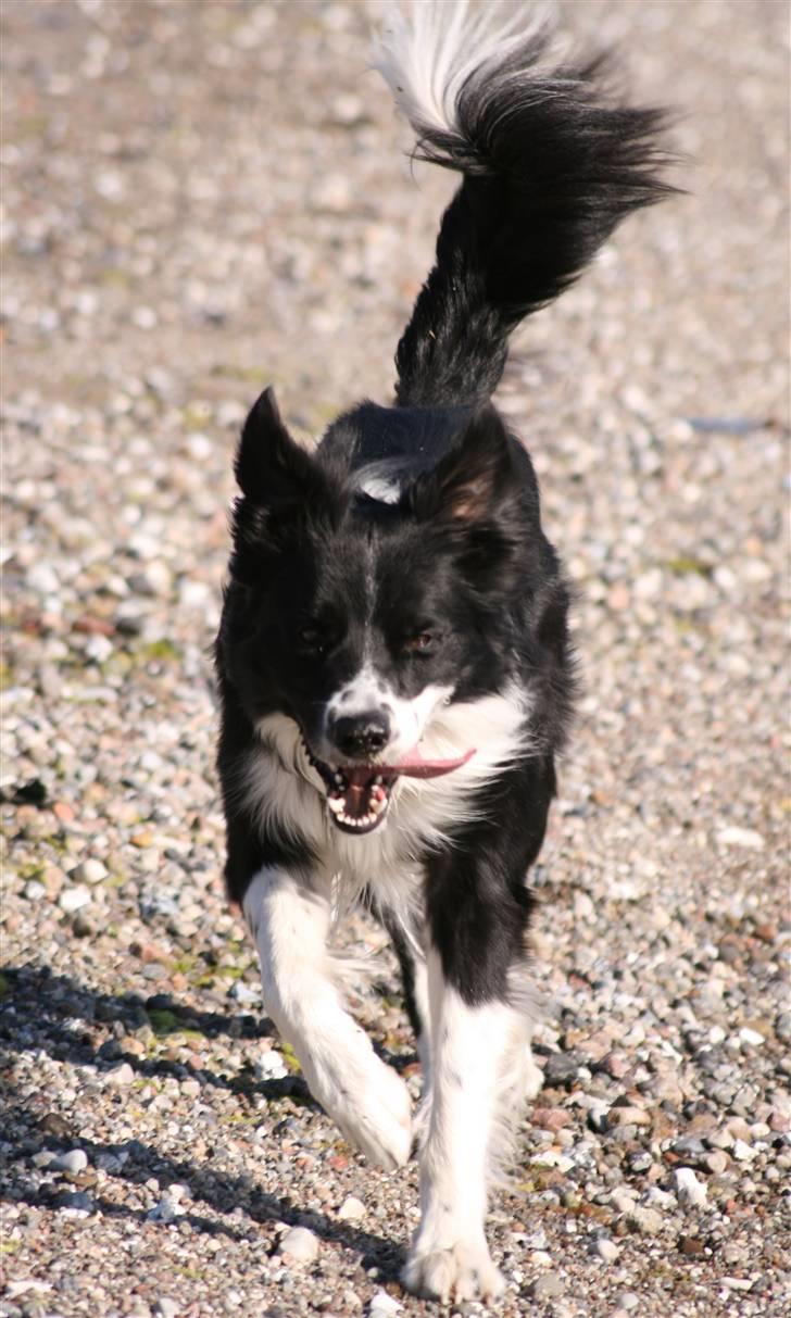 Border collie Murphy billede 11