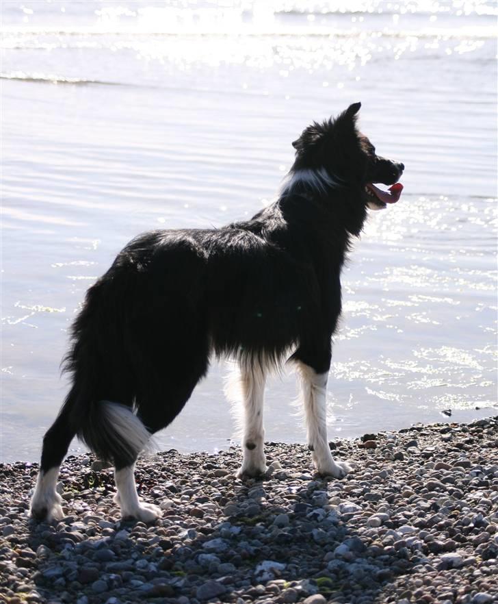 Border collie Murphy billede 12
