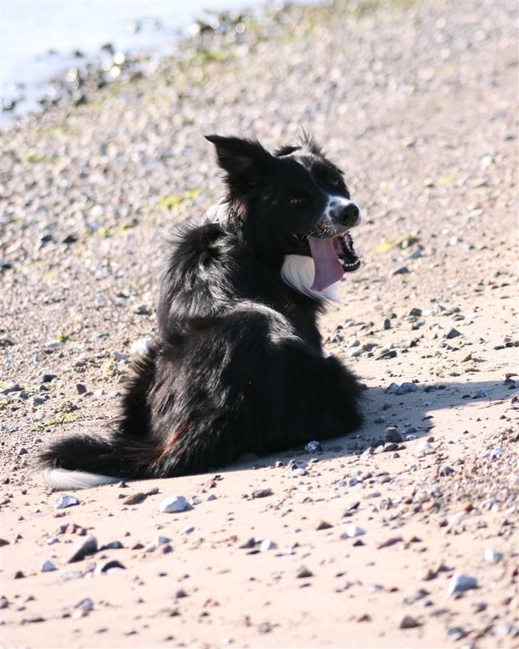 Border collie Murphy billede 13