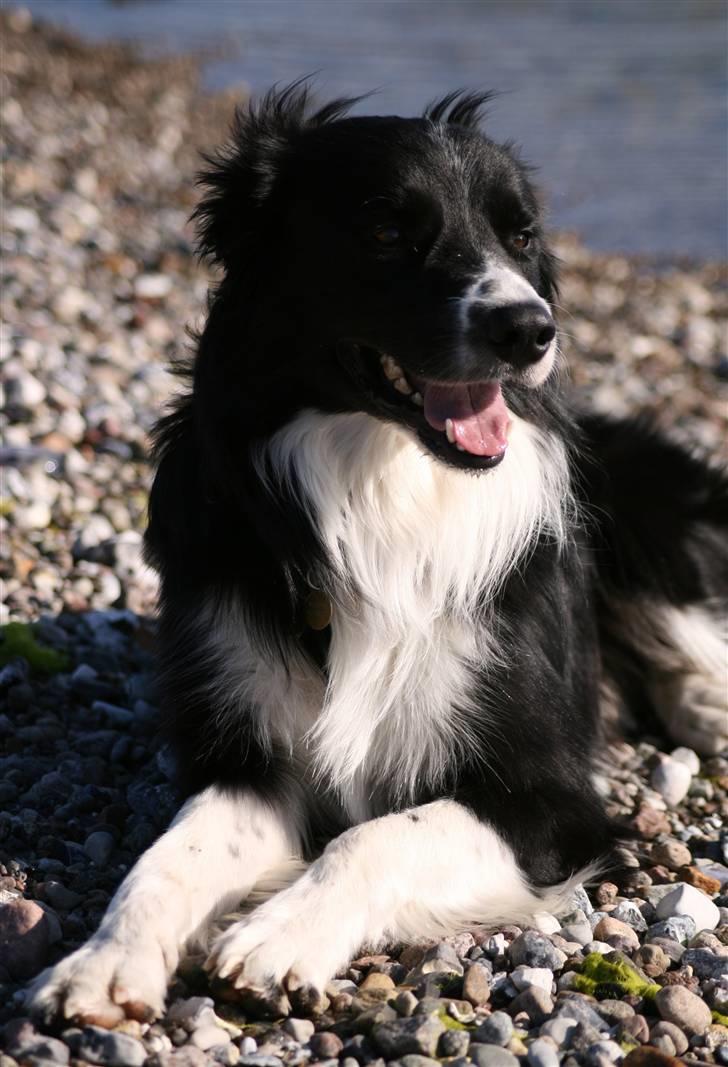 Border collie Murphy billede 14