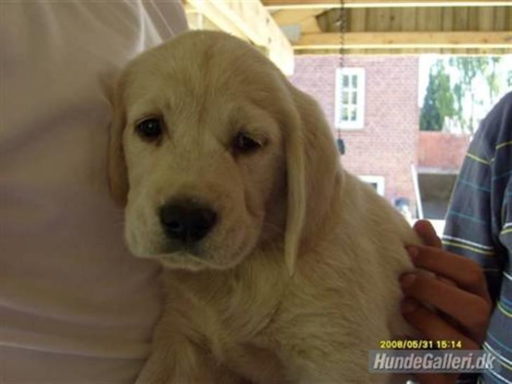 Golden retriever /Labrador Basse * DU ER SAVNET * - 7 uger og 3 dage - da vi var ude og se ham :) billede 3