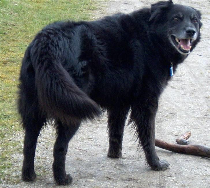 Border collie Turbo billede 5
