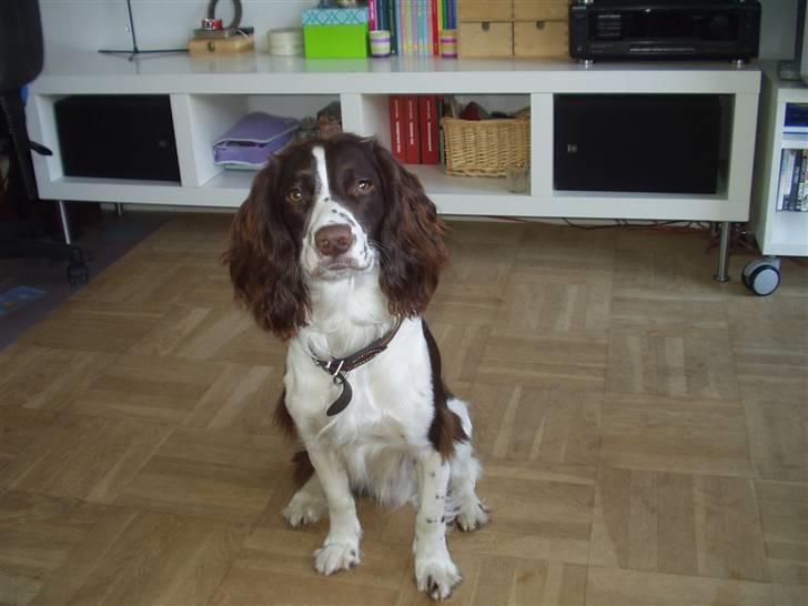 Engelsk springer spaniel Hannibal - 12 Febuar 2008.  billede 1