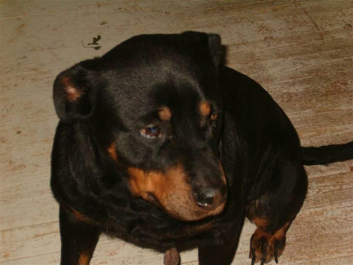 Rottweiler Bacille *Død* billede 1