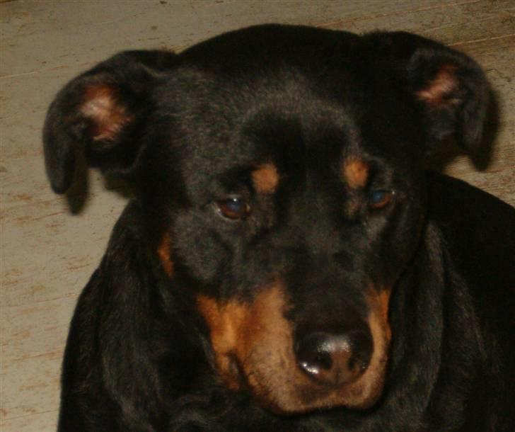 Rottweiler Bacille *Død* billede 2