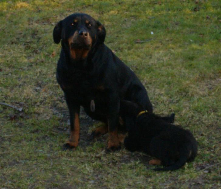 Rottweiler Bacille *Død* billede 3