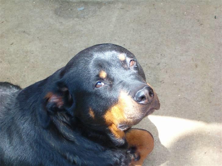 Rottweiler Bacille *Død* billede 4