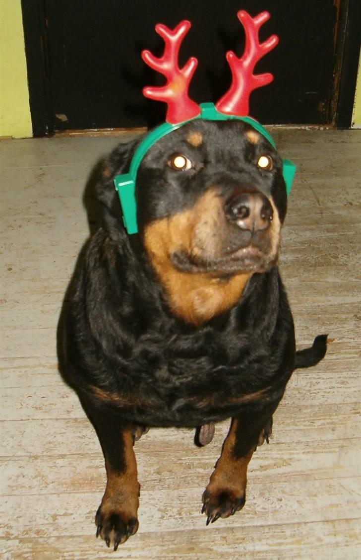 Rottweiler Bacille *Død* billede 5