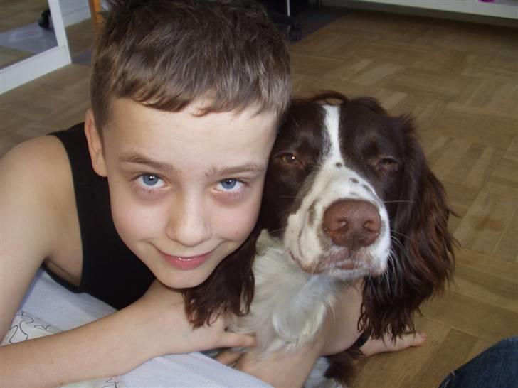 Engelsk springer spaniel Hannibal - Min lillebror og Hannibal. De er så søde sammen (: billede 2