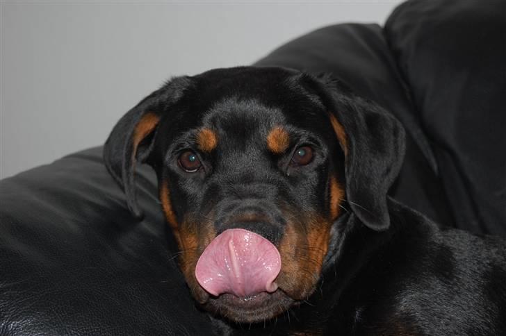 Rottweiler Angel billede 9