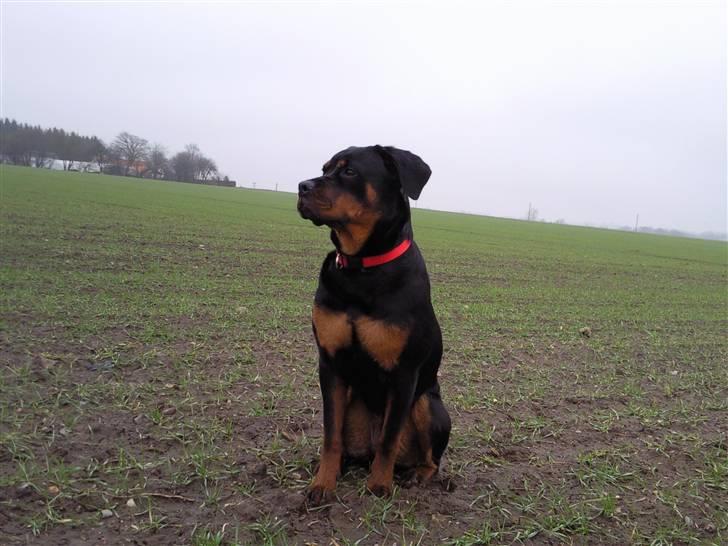 Rottweiler Angel billede 11