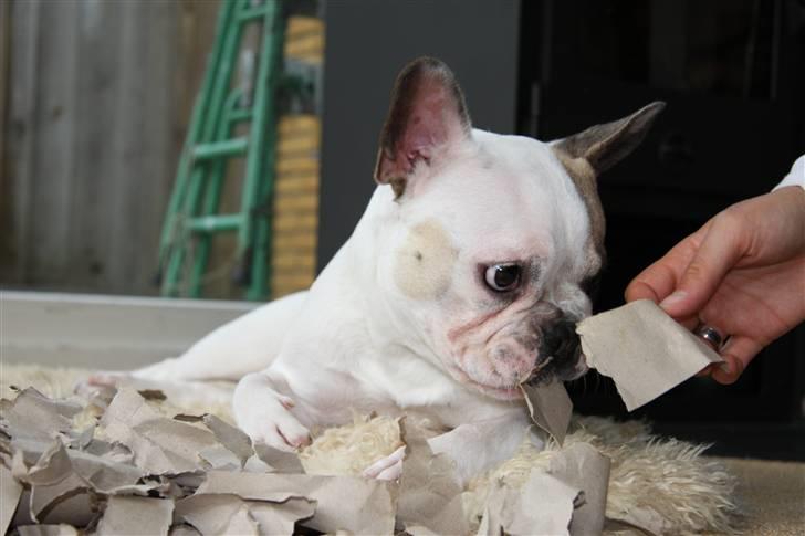 Fransk bulldog Carla - Carla kigger forundret på resterne af et paprør hun selv har splittet ad billede 1