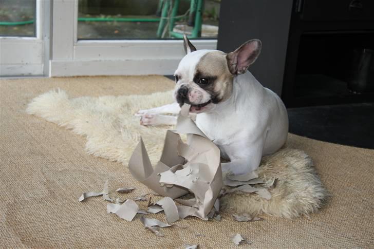 Fransk bulldog Carla - Mmmmmmmmh PAP!!!! billede 2