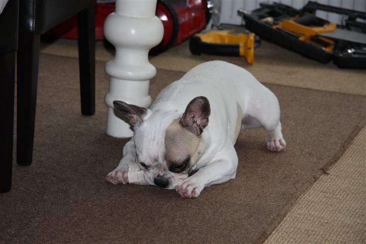 Fransk bulldog Carla - MIT kødben... MIT... MIT... billede 3