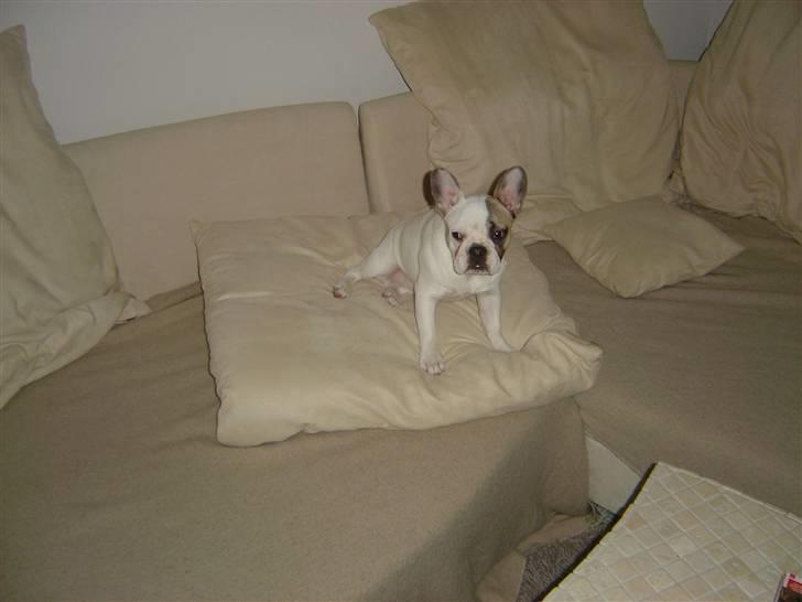 Fransk bulldog Carla - Carla kunne ALDRIG finde på at endevende sofaen... Ser hun ikke uskyldig ud? billede 4