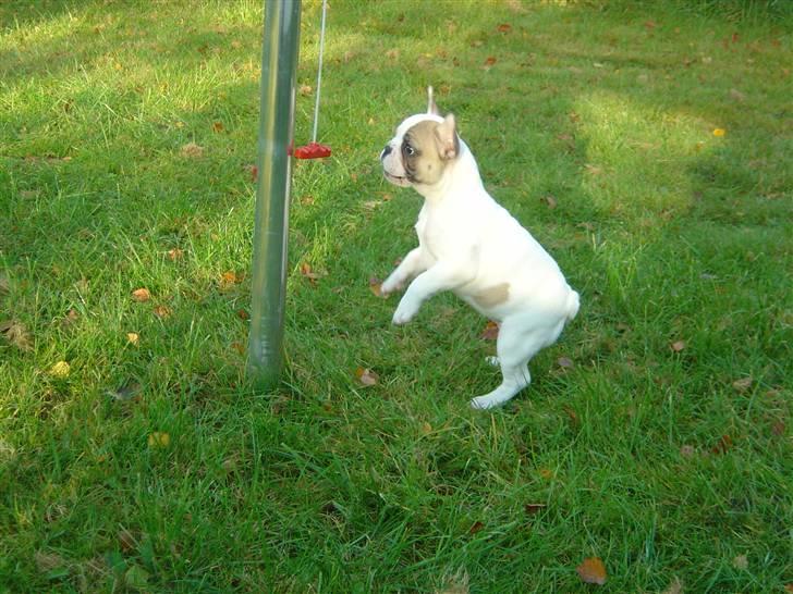 Fransk bulldog Carla - Genial underholdning for en 10 uger gammel hvalp... Tørrestativ med snor og håndtag... billede 6