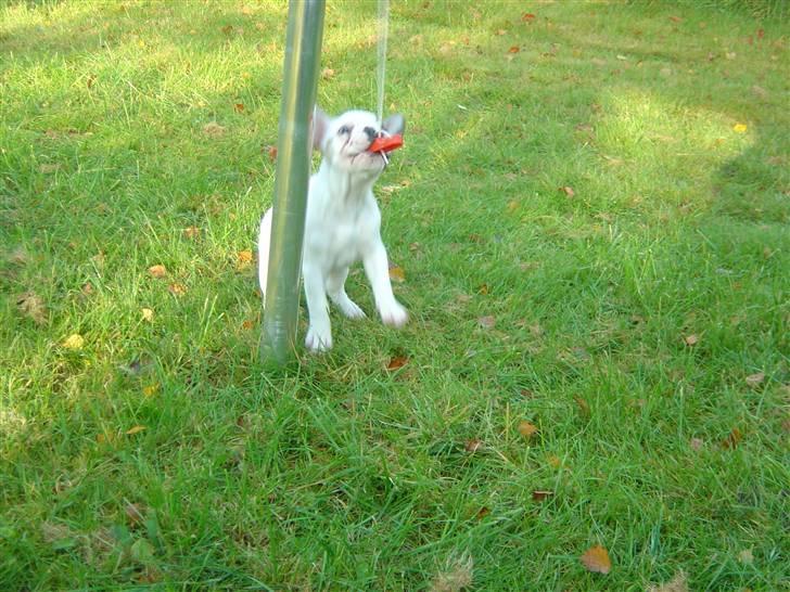 Fransk bulldog Carla billede 7