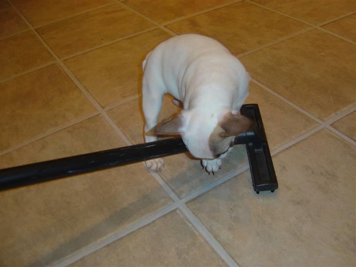 Fransk bulldog Carla - Støvsugeren skal naturligvis også straffes... Den siger jo lyde... billede 8