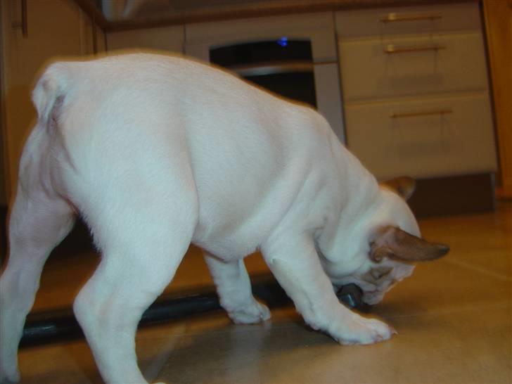 Fransk bulldog Carla billede 9