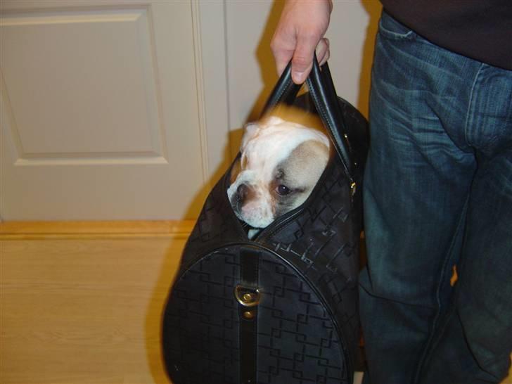 Fransk bulldog Carla - Med på tur... Det gad hun fandme ikke... Hun vil hellere selv gå billede 10