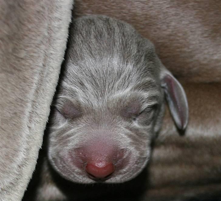 Weimaraner HOT SHOOT`S JUBII HD A - himmelhund - HOT SHOOT´S JUBII  billede 1