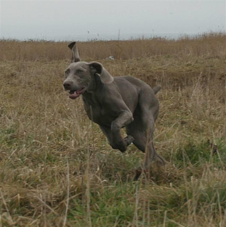 Weimaraner HOT SHOOT`S JUBII HD A - himmelhund - Travl ung dame billede 2