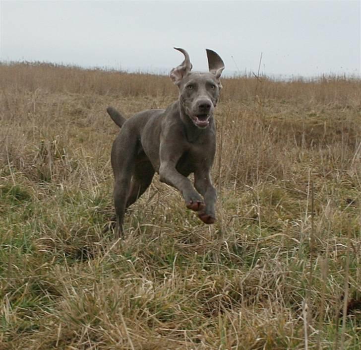 Weimaraner HOT SHOOT`S JUBII HD A - himmelhund - JUBIIIIIIIIIIIIIII billede 3