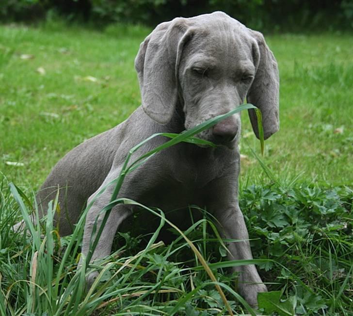Weimaraner HOT SHOOT`S JUBII HD A - himmelhund - Man undres billede 4