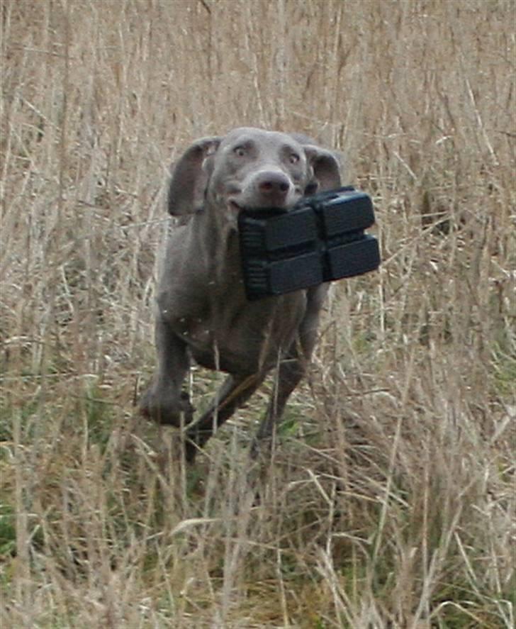 Weimaraner HOT SHOOT`S JUBII HD A - himmelhund - FUUULD FART! billede 5