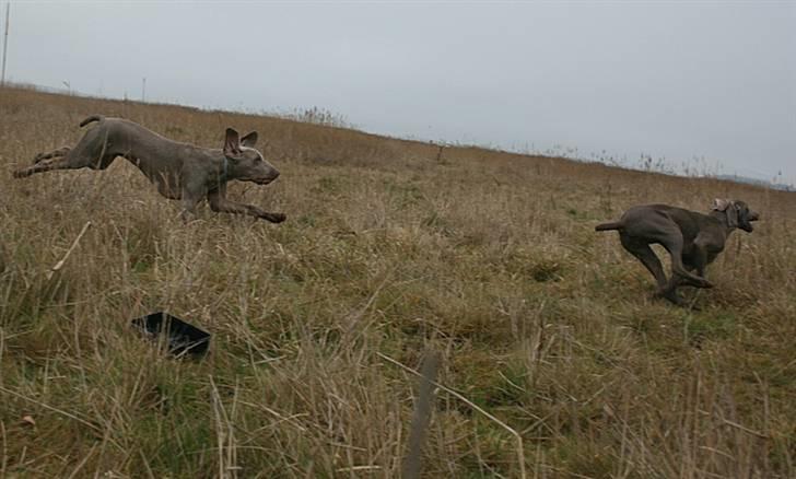 Weimaraner HOT SHOOT`S JUBII HD A - himmelhund - Hehe - bror Joker kan ikke følge med billede 6