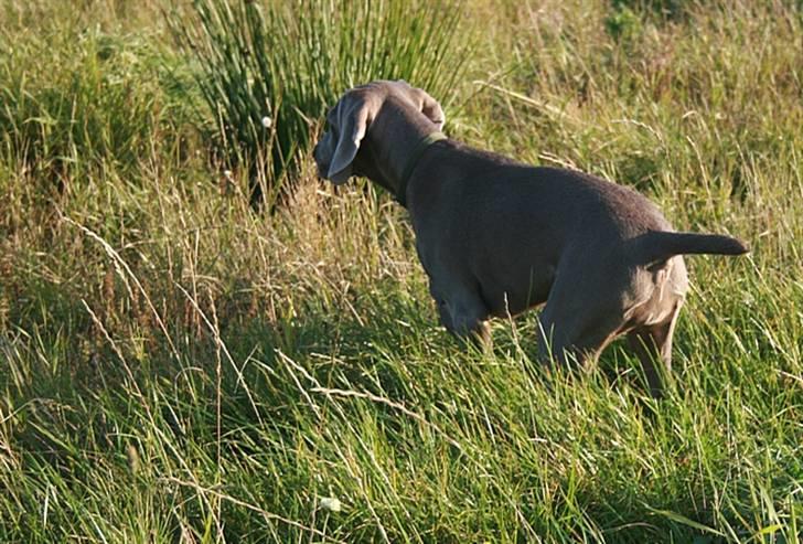 Weimaraner HOT SHOOT`S JUBII HD A - himmelhund - JUBII - Stand for agerhøns - kun 4 mdr gammel billede 7