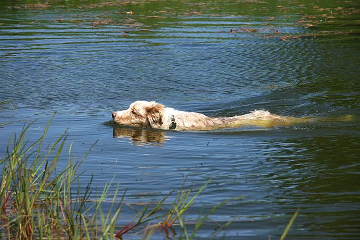Border collie Gjerulff BS After Eight - Debut som svømmer  billede 13