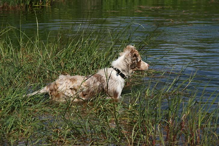 Border collie Gjerulff BS After Eight - Skal, skal ikke...  billede 14