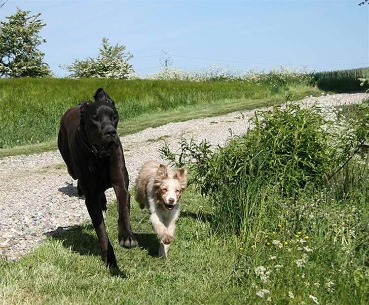 Border collie Gjerulff BS After Eight - Joey med kammeraten Jones billede 15
