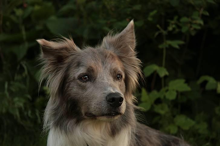 Border collie Zacho billede 17