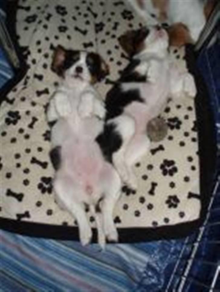 Cavalier king charles spaniel Mille - Hvem er hvem? Ikke nemt at se når bunden vender opad :-) billede 8