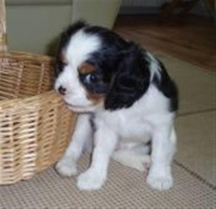 Cavalier king charles spaniel Mille - 6 uger billede 9
