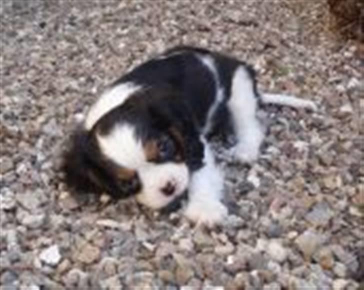 Cavalier king charles spaniel Mille - 7 uger billede 10