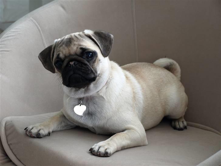 Mops Malie - Mops Malie billede 1