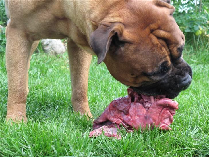 Bullmastiff Sofus - Man spiser sørme godt hos min nye famillie - her er det hjortelunge. billede 10