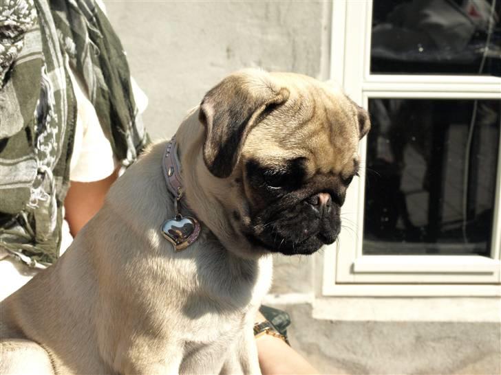 Mops Malie billede 2