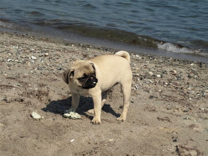 Mops Malie billede 3