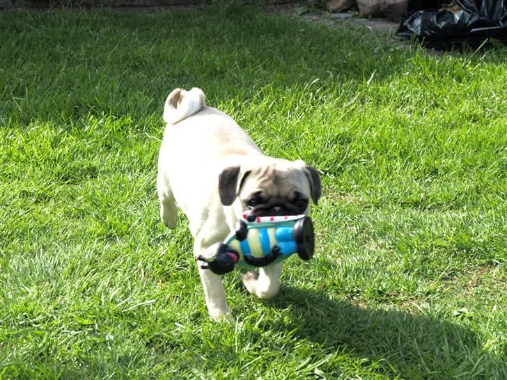 Mops Malie billede 4