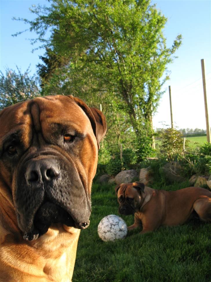Bullmastiff Sofus - I øvrigt synes jeg, at fodbold er helt vildt opreklameret. billede 11