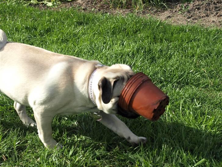 Mops Malie - Malie får ofte nogle skøre ideer. Fx. her med en potte på hovedet. billede 5