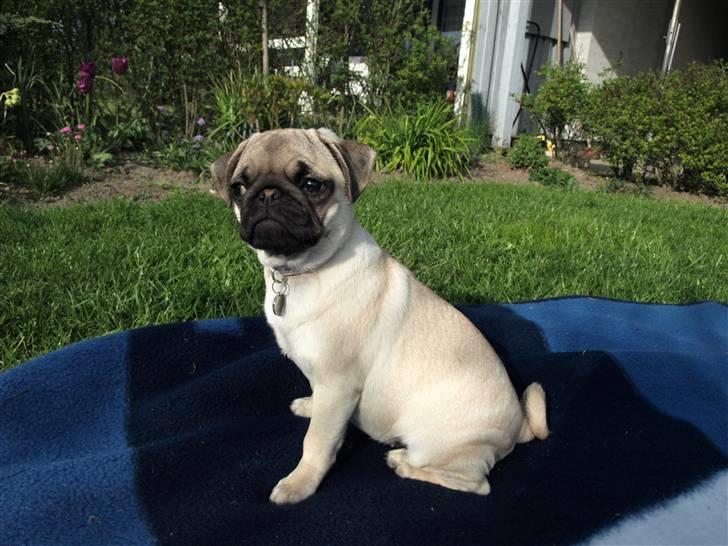 Mops Malie billede 6